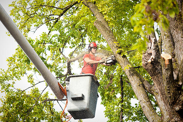 Best Residential Tree Removal  in Camden, AR